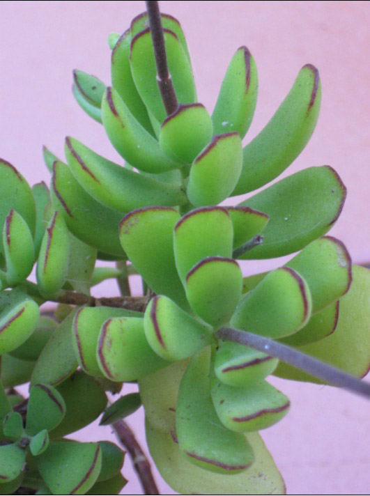 小黏黏 Cotyledon eliseae