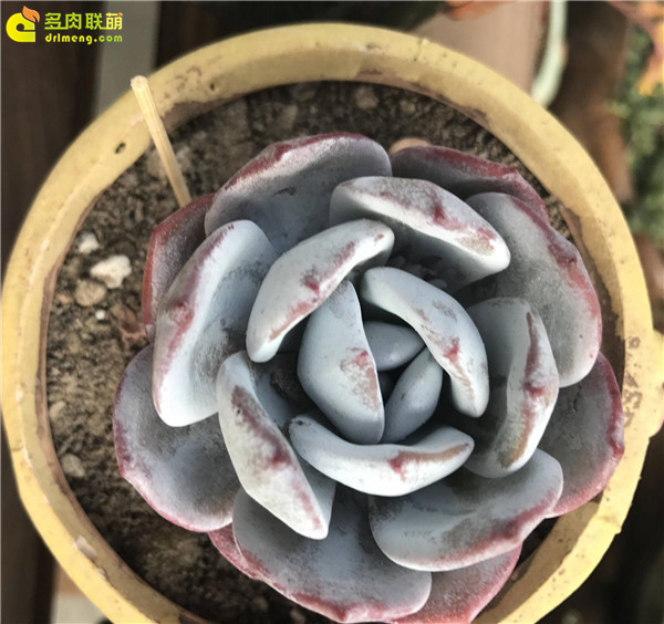 让人欢喜让人忧的多肉