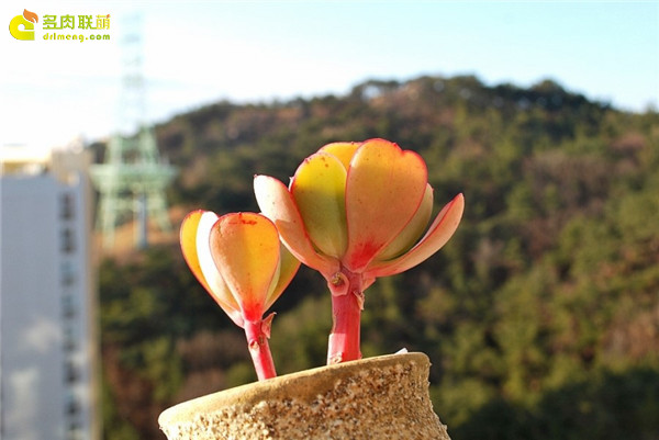 西泽尔 Echeveria gigantea Sizzler