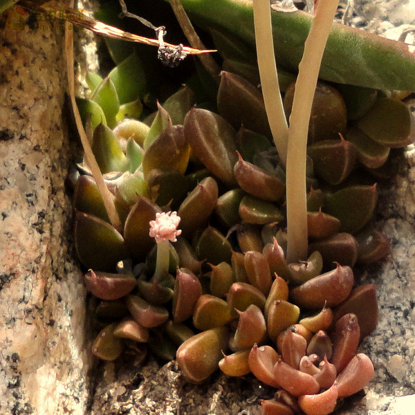 多肉银天女 Graptopetalum rusbyi