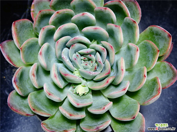 勇敢 Echeveria Brave