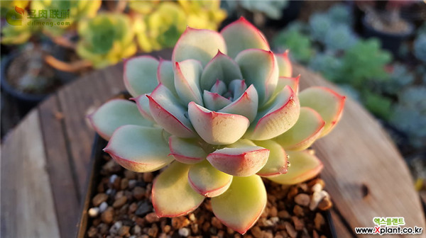 勇敢 Echeveria Brave