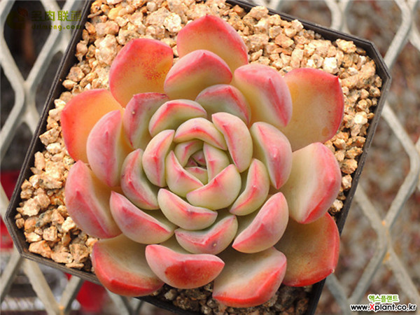 勇敢 Echeveria Brave