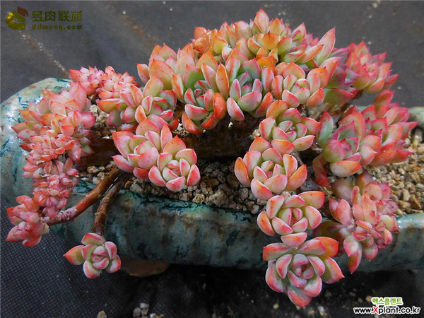 勇敢 Echeveria Brave