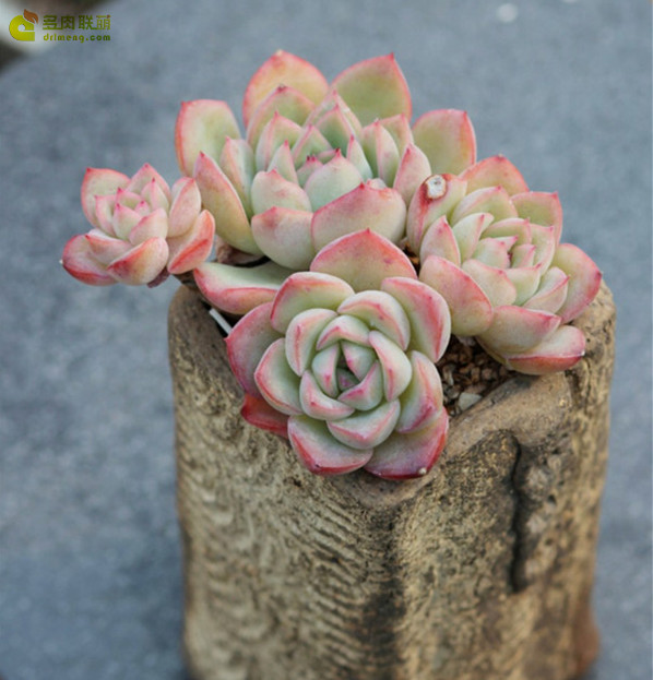 勇敢 Echeveria Brave