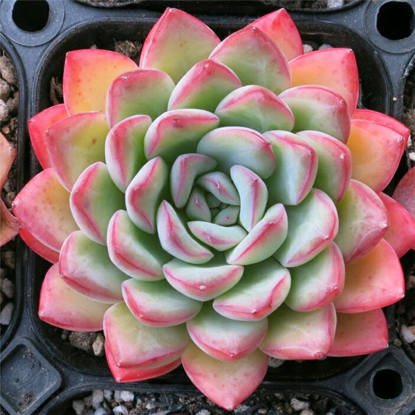 勇敢 Echeveria Brave