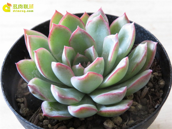 勇敢 Echeveria Brave