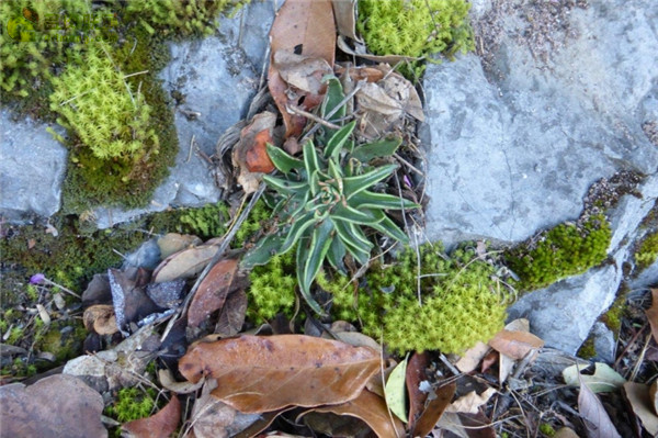 多肉鱿鱼 Echeveria  lutea