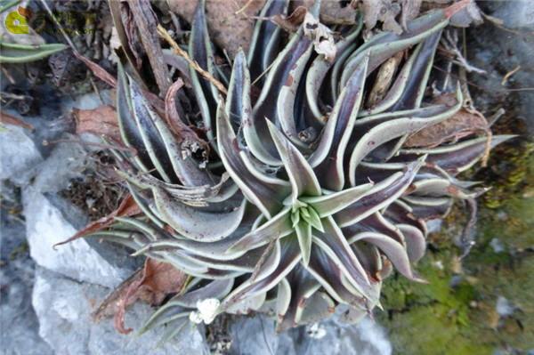 多肉鱿鱼 Echeveria  lutea