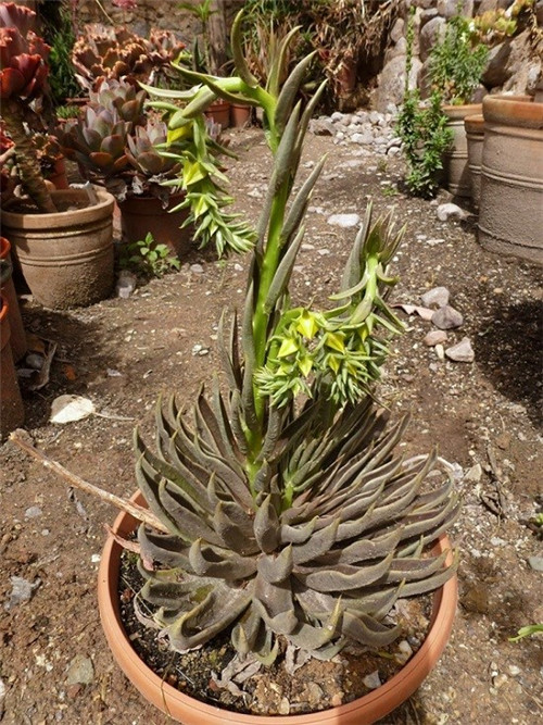 多肉鱿鱼 Echeveria  lutea