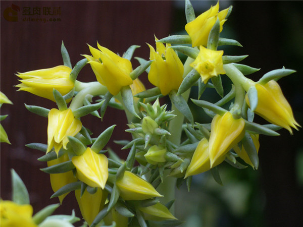 多肉鱿鱼 Echeveria  lutea