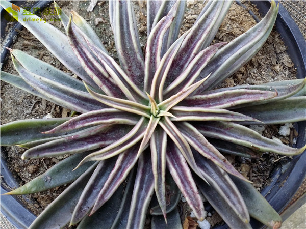 多肉鱿鱼 Echeveria  lutea