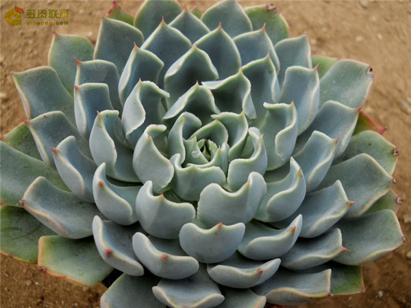 阿萊格拉 Echeveria  Allegra