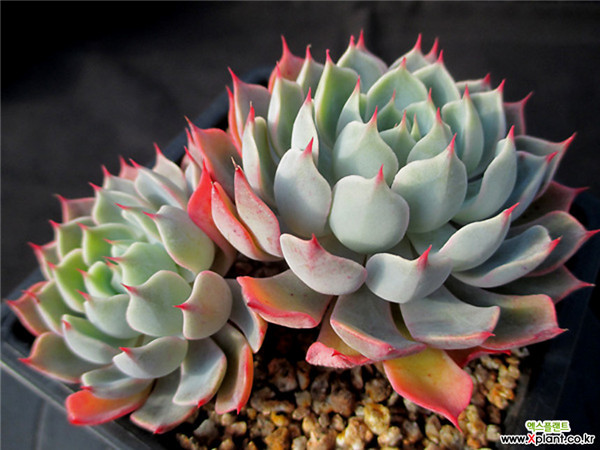 阿萊格拉 Echeveria  Allegra