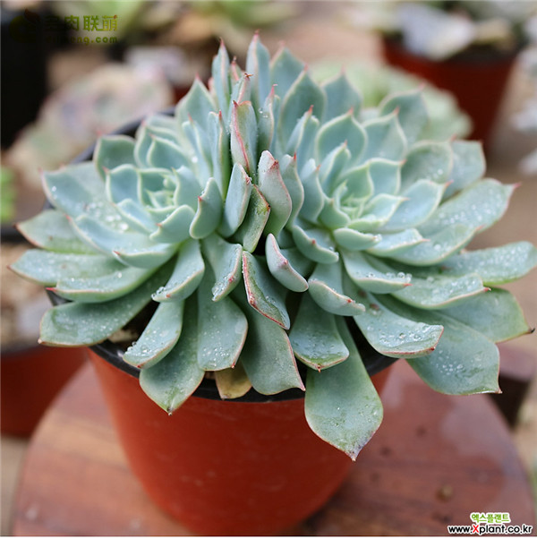 阿萊格拉 Echeveria  Allegra