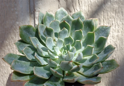 阿萊格拉 Echeveria  Allegra