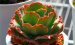 海洋女神 Echeveria ‘Aphrodite’