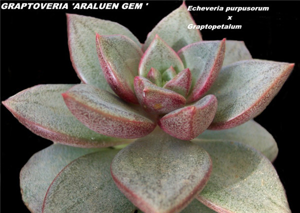 阿拉伦宝石 xGraptoveria Araluen Gem