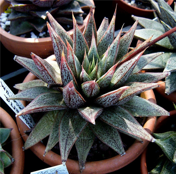 星贝儿 Echeveria Belle Etoile