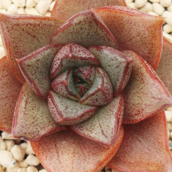 红大和 Echeveria purpusorum Beniyamato