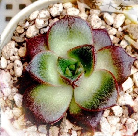 红大和 Echeveria purpusorum Beniyamato