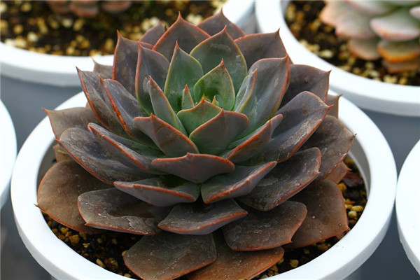 蓝鲸 Echeveria Blue Whale