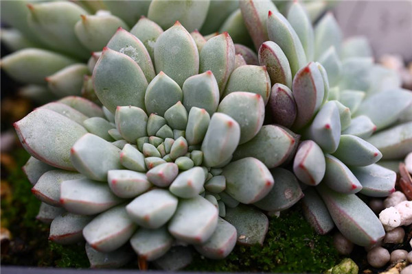 蓝莓 Echeveria Blueberry