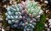 蓝莓 Echeveria ‘Blueberry’