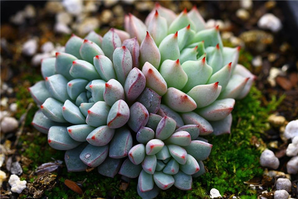 蓝莓 Echeveria Blueberry