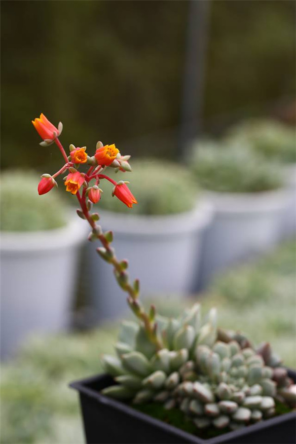 蓝莓 Echeveria Blueberry