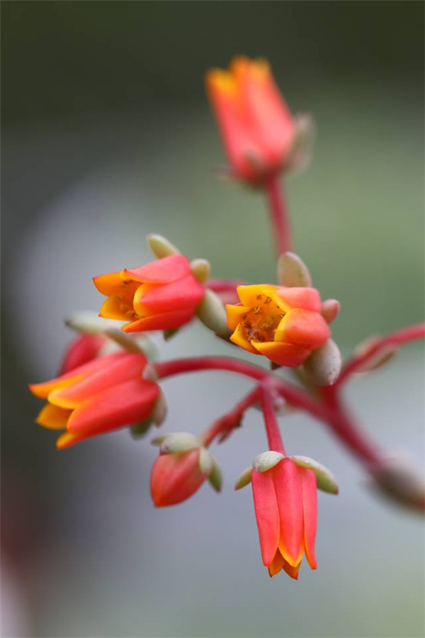 蓝莓 Echeveria Blueberry