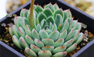 烛红 Echeveria ‘Candle Red’