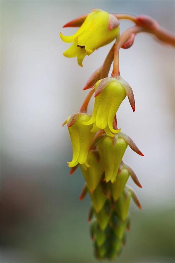 烛红 Echeveria Candle Red