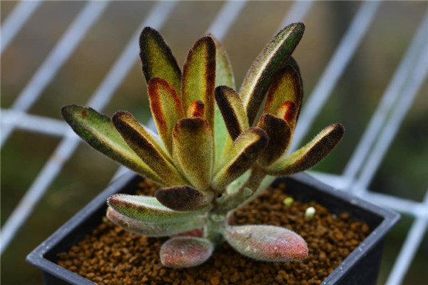 焦糖 Kalanchoe TOMENTOSA Caramel