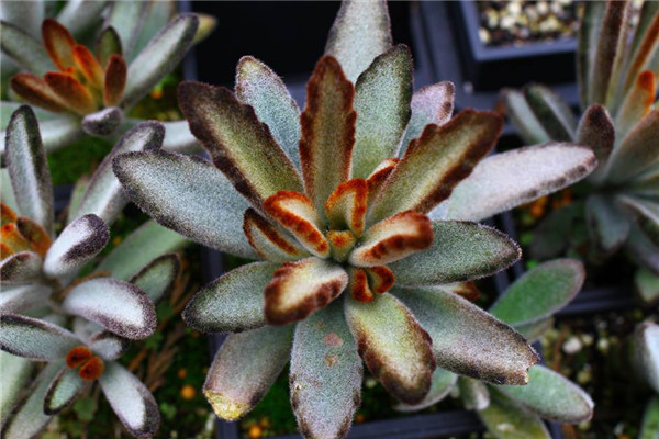 焦糖 Kalanchoe TOMENTOSA Caramel