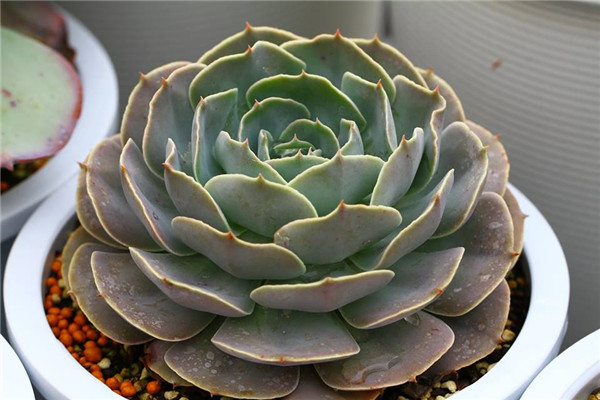 凯西之舞 Echeveria Cassiana