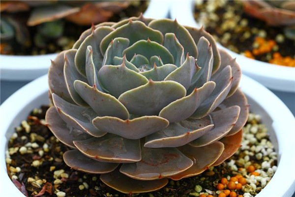 凯西之舞 Echeveria Cassiana