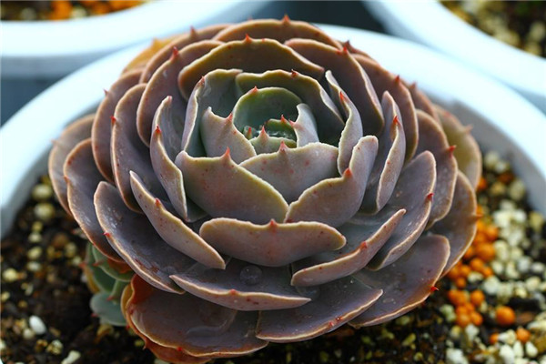 凯西之舞 Echeveria Cassiana