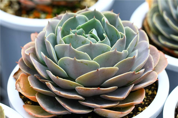 凯西之舞 Echeveria Cassiana