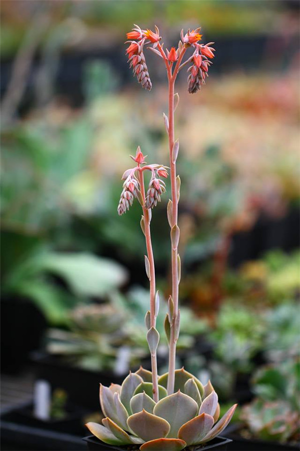 凯西之舞 Echeveria Cassiana