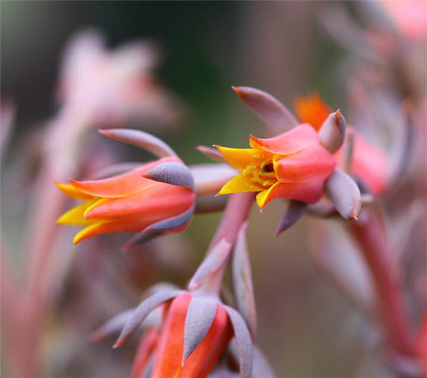 凯西之舞 Echeveria Cassiana