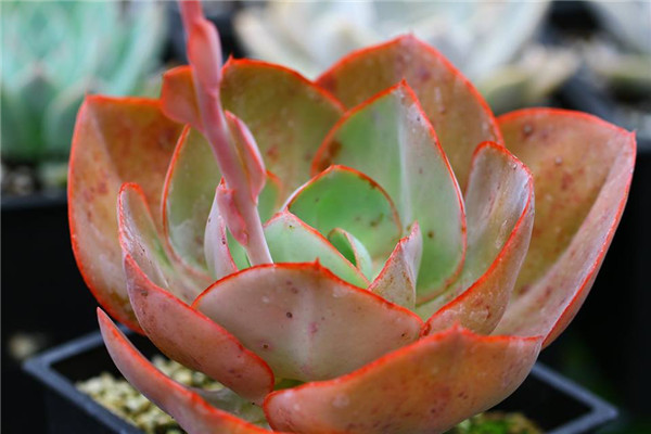 珊瑚 Echeveria Coral