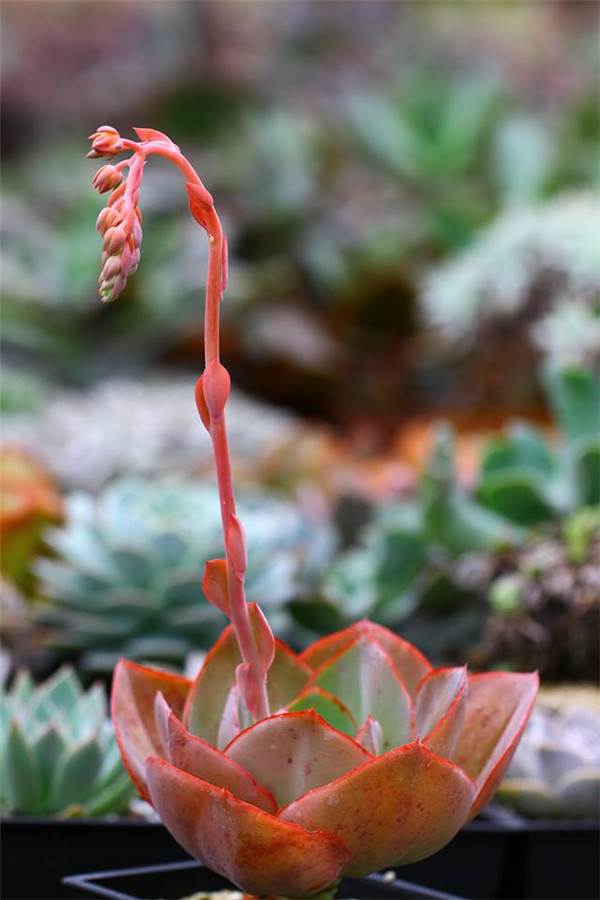 珊瑚 Echeveria Coral