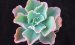 蓝纹 Echeveria ‘Crinkles’