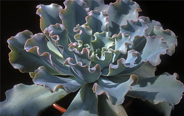 花舞笠 Echeveria Curly Locks