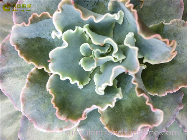 花舞笠 Echeveria Curly Locks