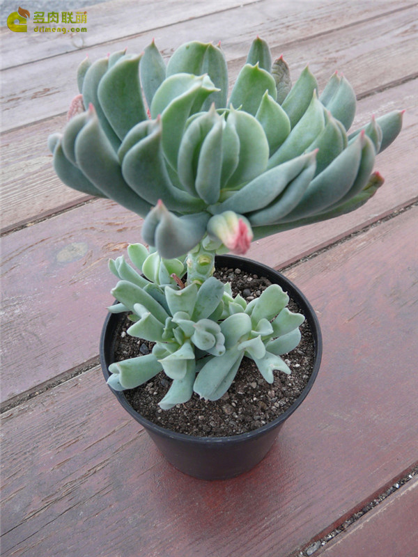 达格达 Echeveria Dagda