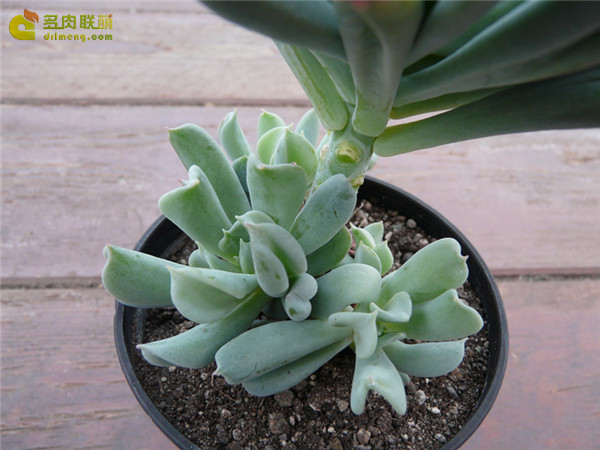 达格达 Echeveria Dagda