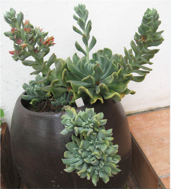 达格达 Echeveria Dagda