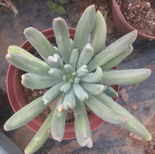 达格达 Echeveria Dagda